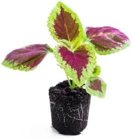 Resim 9'lu Karışık Mini Yaprak Güzeli Çiçeği 10-15 Cm Tüplü Çiçekli Plectranthus Scutellarioides 