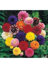 Resim 30 Adet Dev Yıldız Çiçeği Soğanı Yumrusu Yenı Mahsül. 