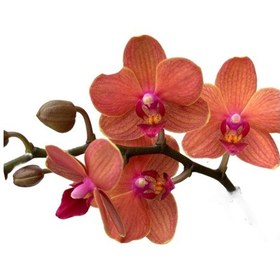 Resim Phalaenopsis 'bolzano' Turuncu Orkide Ø12 Cm 45-50 Cm 
