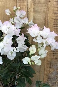 Resim Beyaz Begonvil Çiçeği 50-60Cm /Şuan Ciçeksizdir Bougainvillea 