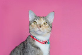 Resim Zee.Cat - Lola Kedi Tasması 