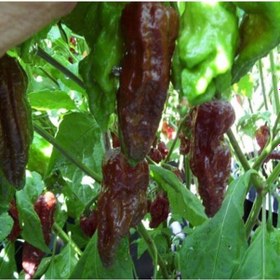 Resim 10 Adet Black Naga Biber Tohumu 