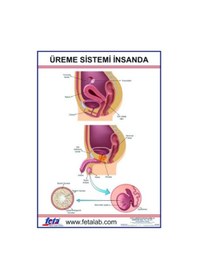 Resim Üreme Sistemi Levhası Insanda 