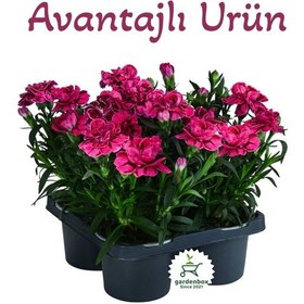 Resim Mis Kokulu Fuşya Renk Karanfil Çiçeği Avantajlı Ürün 4 Adet Saksılı 15-25cm Dianthus 