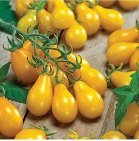 Resim Sarı Ampul Domatesi Yellow Pear Domates Tohumu 15 Tohum 
