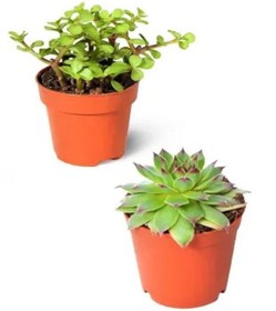 Resim Bitkim Sende Kampanyalı 2'li Set Crassula Portulacaria Afra Succulent Sempervivum Sukulent Dolgun Formlu 