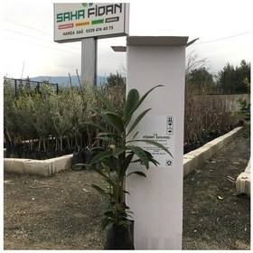 Resim Tüplü Malta Eriği Yeni Dünya Fidanı 2 Yaş - 60-100 Cm Boy 