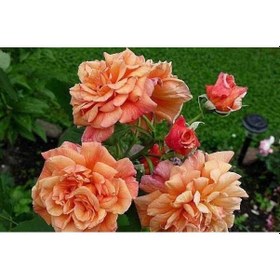 Resim Tüplü Yediveren Kokulu Kayısı Tonlarında Aloha Rose Sarmaşık Gül 
