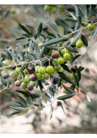 Resim Bitkim Sende Gemlik Zeytin 80 110 Cm 1 Adet Saksılı/tüplü 1 Adet Gemlik Zeytin Fidesi Olive Sapling 