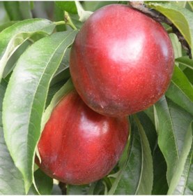 Resim Tüplü Yarı Bodur Jumbo Kırmızı Giant Nektarin Fidanı 