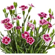 Resim Çin Karanfili Dianthus Sinensis Pembe 10 Adet 
