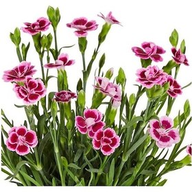 Resim Çin Karanfili Dianthus Sinensis Pembe 10 Adet 