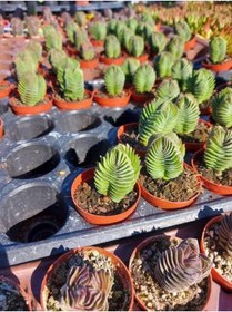 Resim Bitkim Sende Kampanyalı Buda Sukulent Crassula Buddha's Temple Özel Tür 