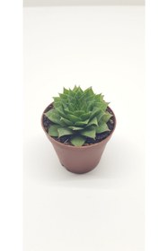 Resim burmet Kulak Otu Rozet Sukulent 5.5 cm Saksıda 