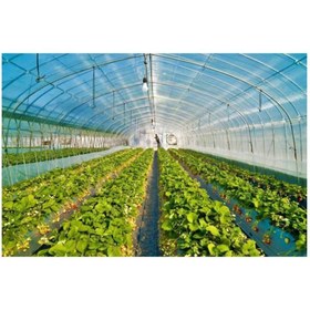 Resim Emek 12 M X 23 M 350 Mikron Eva Uv Katkılı 36 Aylık Sera Naylonu Kalın Sera Örtüsü Branda 