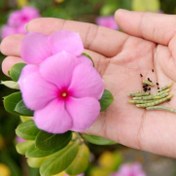 Resim Soft Pink Vinca Roseus Rozet Çiçeği Tohumu (20 Tohum) 