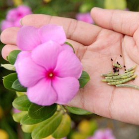 Resim Soft Pink Vinca Roseus Rozet Çiçeği Tohumu (20 Tohum) 