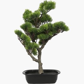 Resim Saksılı Bonsai Çam Ağacı 55cm 