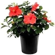 Resim Avantajlı Ürünler 2'li Sarı-Kırmızı Japon Gülü Telgarf Çiçeği 