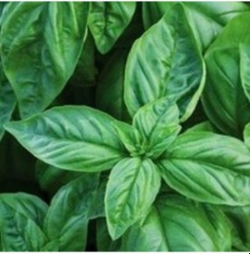 Resim Geniş Yapraklı Fesleğen Tohumu İtalyan 1 KG 