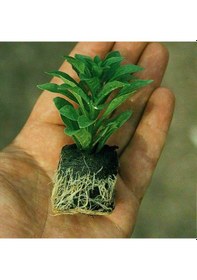 Resim Sınırlı Stok Pinkerbell Sardunya Canan Çiçeği Fidesi 1 Fide 
