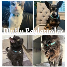 Resim Cat Collar Velvet Named Bell Cat Collar 649724 - Blue Collar / S/M 