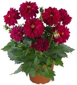 Resim Dalia Fidanı 20 Cm 40 Cm 