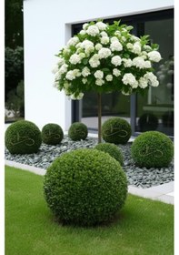 Resim Green Angel Dolomit Çakıl Taşı Yeşil Beyaz Çizgili 6-10 Cm 2 Kg Dekoratif Bahçe Saksı Akvaryum Taşı 