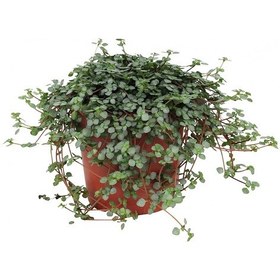 Resim Pilea Glauca 3 Adet - Dostluk Çiçeği 3901 