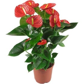 Resim Anthoryum - Flamingo Çiçeği (Anthurium) 40 cm 