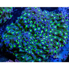 Resim Turbo Hortumu Caddy 1,9 Bjb 