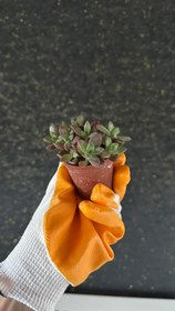 Resim NuNu By Ruby Glow Mini Sukulent - 6-10 cm 