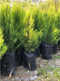 Resim Limoni Servi Limon Çamı Cupressus Macrocarpa 30-50 Cm 