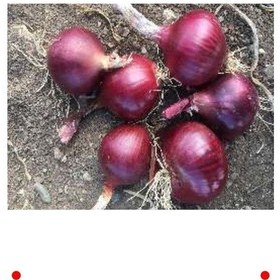 Resim 10 Gr Yüksek Verimli Soğan Tohumu 