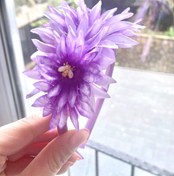 Resim Bloomshire Headband 