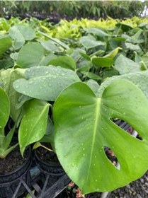 Resim Canlı Yapraklı Deve Tabanı Çiçeği Monstera Deliciosa 30-60cm 