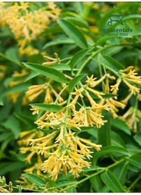 Resim Cestrum Nocturnum Saksıda Melisa Çiçeği 30-60Cm 