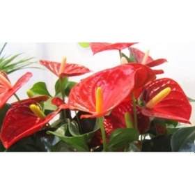 Resim Antoryum Çiçeği 2 Adet - Özel Günler İçin 