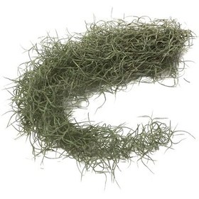 Resim Tillandsia Usneoides (Hava Bitkisi) 