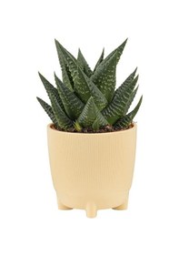 Resim Poliwork Kaktüs Yuvarak Saksı 0,46 Lt 95 95 Mm 