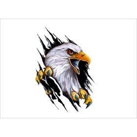 Resim SEÇ Pençe Kartal Renkli Sticker Çok Amaçlı Sticker Etiket 