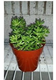 Resim Sedum Rubrotınctum 180 Adet - Teraryum İçin Sukulent Yer Örtücü B 