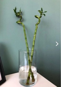 Resim Dekoratif Silindir Cam Bambu Canlı Kuru Çiçek Vazo 10x20 Cm 