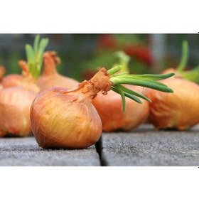 Resim 100 Adet Organic Vidalia Sweet Soğan Tohumu 
