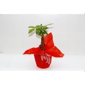 Resim PACHİRA AĞACI - Sevgililer Günü ve Özel Gün Hediyesi 