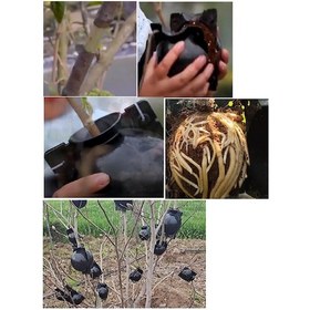 Resim 80 Mmbitki Köklendirme Topu Bitki Yetiştirme Kutusu 