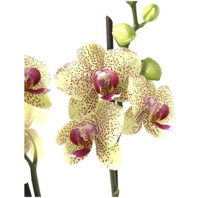 Resim Phalaenopsis Pulsation (Sarı Orkide) 12 CM 70-80 CM 