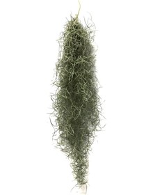 Resim Tillandsia Usneoides (Hava Bitkisi) 