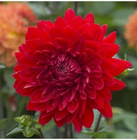 Resim Garden Wonder Dahlia İri Çiçekli Yıldız Çiçeği Yumrusu (1 Adet) 
