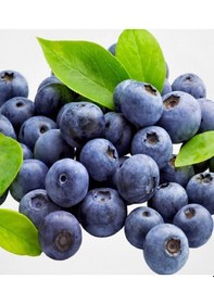 Resim Tüplü Yaban Mersini Blue Berry Fidanı 